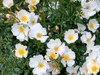 Little Wonder Rose