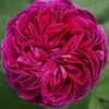 Charles De Mills Rose