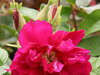 Freycinet Rose