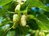 White Mulberry (Morus alba)