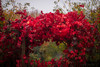 Captured by Paige Gray Photography here at Heritage Fruit Trees