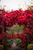 Captured by Paige Gray Photography here at Heritage Fruit Trees