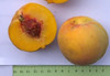 Pullar's Cling Peach