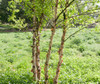 Black Birch (Betula nigra)