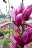 Burgundy Star ™ Magnolia (Magnolia x soulangeana 'Burgundy Star'™)