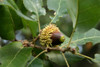 Turkey Oak (Quercus cerris)