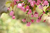 Parkmanii Crabapple (Malus halliana ‘Parkmanii')