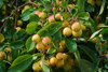 Robert Nairn Crabapple (Malus 'Robert Nairn')