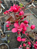 Sonning Crab (Malus × purpurea ‘Sonningensis’)