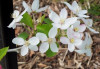 Jack Humm Crabapple (Malus 'Jack Humm')