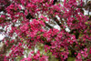 Hilleri Crabapple (Malus floribunda ‘Hilleri’)