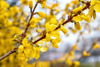 Border Forsythia  (Forsythia x intermedia 'Lynwood Gold')