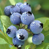 Legacy Blueberry