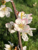 Tsu-Li Nashi (Asian Pear)