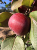 Huonville Crab Apple (stepover)