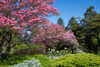 Cornus florida 'Rubra', Pink Flowering Dogwood