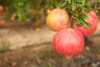 Mollar de Elche Pomegranate