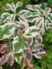 Cornus florida 'Welchii', Tricolour Dogwood