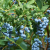 Caroline Blueberry