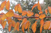 Grace Smoke Bush (Cotinus coggygria x dummeri 'Grace')