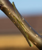 Grafting Kit - Right Handed