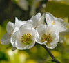 Chaenomeles speciosa 'Nivalis' Flowering Quince (Chaenomeles)