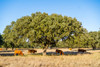 Cork Oak (Quercus suber)