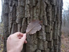 Chestnut Oak (Quercus montana)