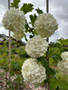 Notcutts Guelder Rose (Viburnum opulus ‘Notcutts’)