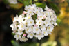 Fulbrook Burkwood Viburnum (Viburnum × burkwoodii ‘Fulbrook’)