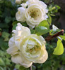 Chaenomeles speciosa 'Double Creme' Flowering Quince (Chaenomeles)