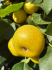 Nijisseiki (20th Century) Nashi (Asian Pear)