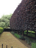 Copper Beech (Fagus sylvatica f. purpurea)