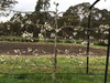 Lapins Cherry