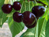 Lapins Cherry