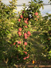 Red Delicious Apple (medium)