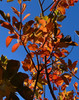 Smoke Bush 'Flame' (Cotinus coggygria × C. obovatus 'Flame')