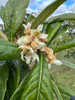 Bessel Brown Loquat