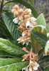 Enormity Loquat