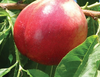 Royal Gem Nectarine