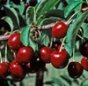 Stella Cherry