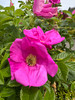Scabrosa Rugosa Shrub Rose