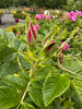 Scabrosa Rugosa Shrub Rose