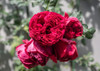 Red Pierre Rose Climber