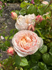 Windermere Rose David Austin