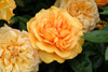 Golden Beauty Rose Floribunda