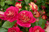 No Surrender Rose Floribunda