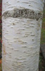 Asian White Birch (Betula platyphylla var. japonica)