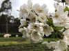 Sunburst Cherry