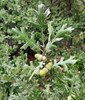 Gambel Oak (Quercus gambelii)
